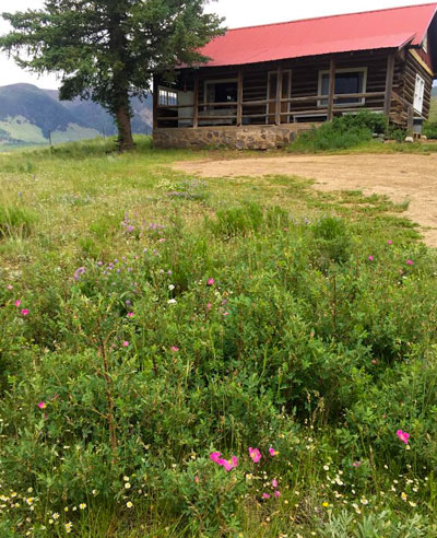 rocky mountain flowers cabin