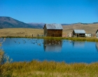 Barn Lake wGeese 3